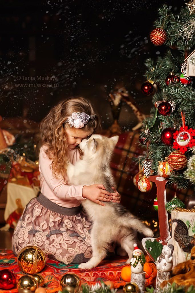 семейная новогодняя фотосессия с хаски